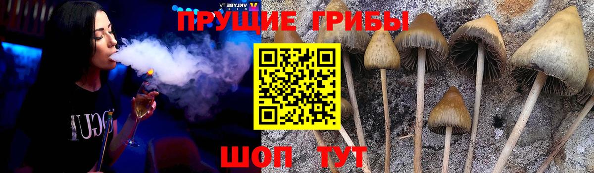 Галлюциногенные грибы Psilocybe Клинцы